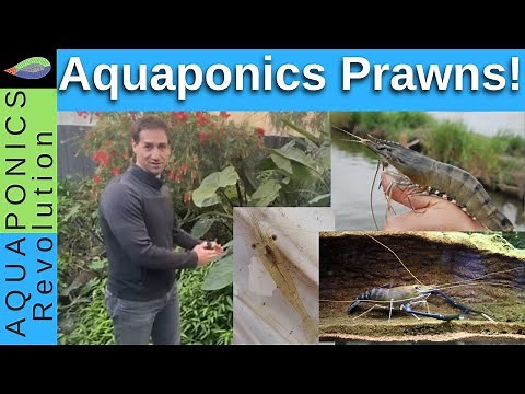 Growing prawns in aquaponics