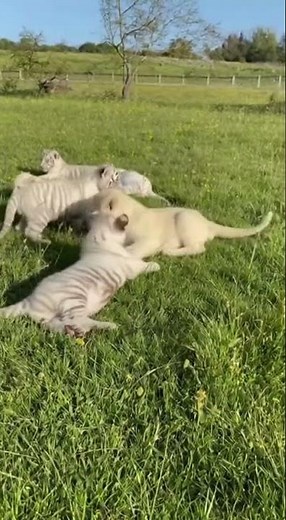 White Tiger and White Lion Cubs Play Together – Cutest Wildlife Moments! 🐯🦁