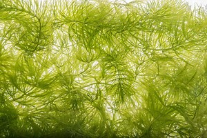 Hornwort: The Complete Care Guide