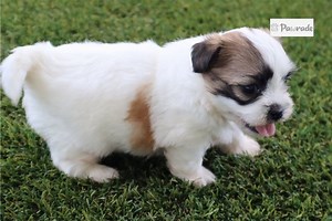 Shichon for Sale | Puppies | Pawrade.com