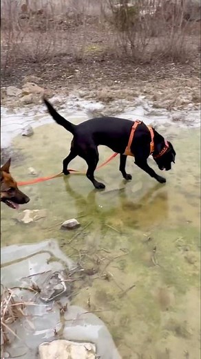 German Shepherds Playing Together, Then Walking on Ice | Dog Winter Walk