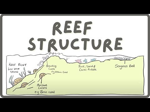 Structure of the Coral Reef | Explore Marine Biology
