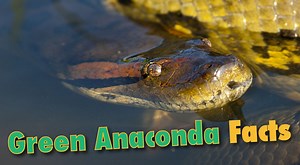 Green Anaconda Facts & Information From Active Wild