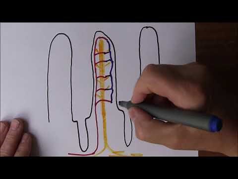 Digestive System 7, Small Intestine and absorption