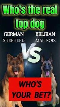 Malinois vs GSD: Why Everyone Is Choosing THIS Dog! #shorts #dogs #dogbreed