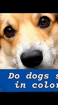 Do dogs see color? Here's how your pet's sight compares to yours. | USA TODAY