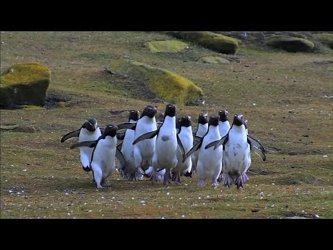 Funny Penguins Compilation