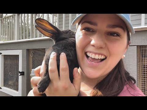 REX RABBITS | sexing, weaning, & breeding for meat