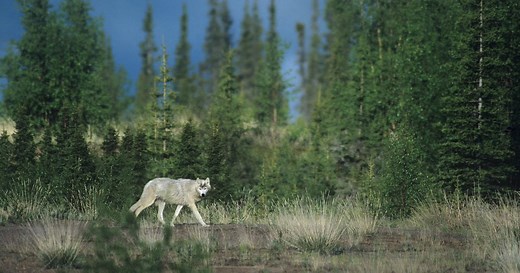 How Wolves and Other Wildlife Help Us Fight for the Climate