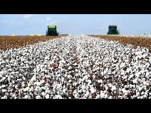 How American Farmers Produce 14.68 Million Bales Of Cotton - American Farming