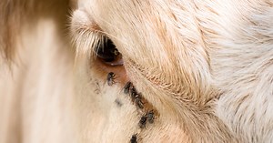 Cattle Fly Control Methods & Strategies | IFA’s Helping to Grow Blog