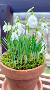 Snowdrop | Cranery Gardens