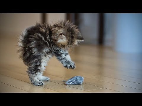 Funny Kittens 🐱😺 Funny Playful Kittens (Full) [Funny Pets]