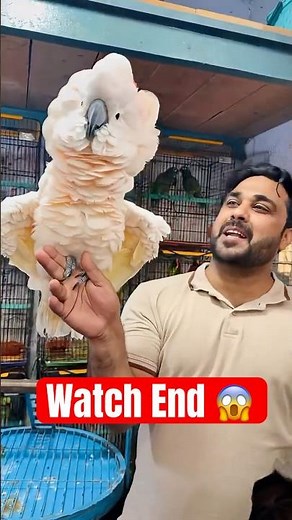 Why Cockatoos Are the Smartest Birds | Watch End 😱