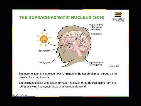 OpenStax Psychology Chapter 4: States of Consciousness