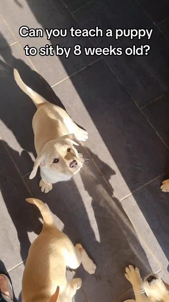 Training 8 Week Old Labrador Puppies to Sit | Puppy Training Tips