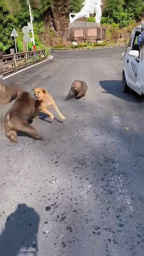Monkey vs Dog Fight: Brutal Battle Unveiled