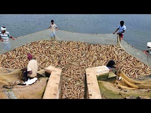 PRAWN/SHRIMP HARVESTING