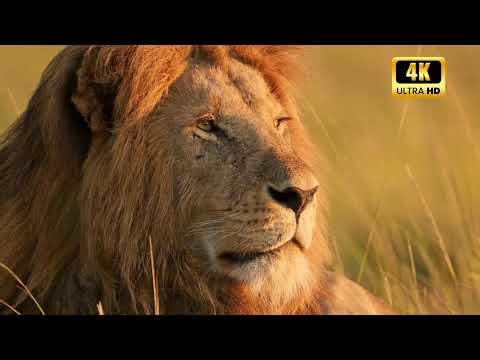 Lions at Work: Coordinated Hunts in the African Savannah