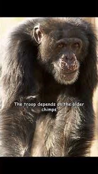 No water? No problem—chimpanzees will dig wells. #wildlife #animals #shorts