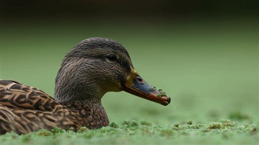 A7V Animal Eye-AF in video mode is very good. The camera was on the ground. It didn't pick up anything around but stuck to the eye/face area. | Alex Phan