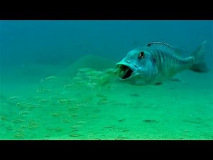 Mouthbrooding Fish - Curious Creatures