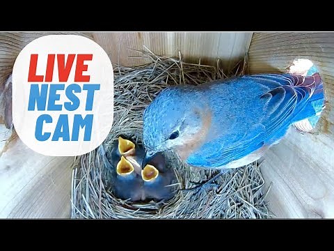 LIVE NEST CAM: Baby Eastern Bluebirds