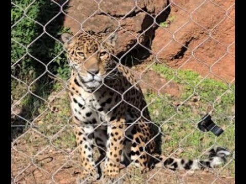 Jaguar "Sawing" Rare call