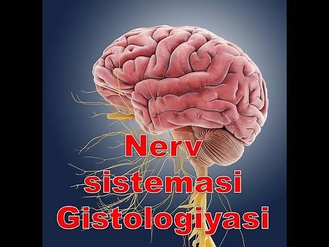 Nerv sistemasi