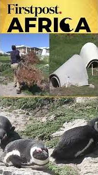 African Penguins Go Extinct? | Firstpost Africa | N18G