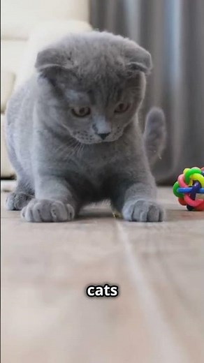 Munchkin Cats: Big Personality, Tiny Legs!