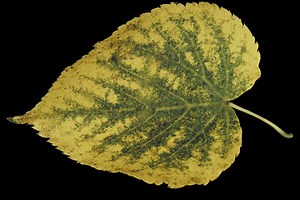 What Is a Lindenwood Tree?