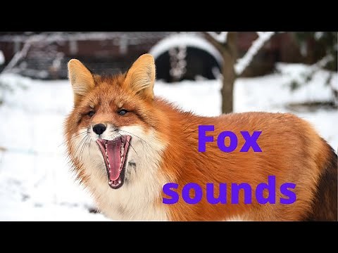 Fox sounds at night | fox noises| fox screaming at night