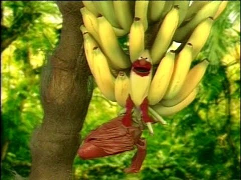 Elmo's World: Flowers, Bananas & More! (HVN VCD)