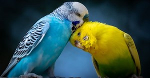 Parrotlet vs Parakeet: Which is the Best Pet?