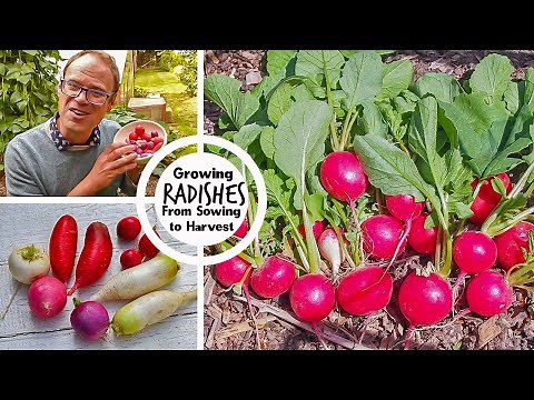 Growing Radishes from Sowing to Harvest