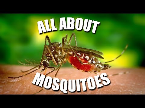 All About MOSQUITOES! - Kids News Break