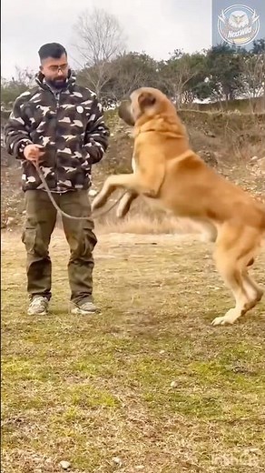 Unbelievable Kangal Fights Caught on Camera – Nature’s Fiercest Guardian