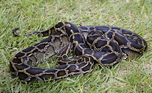 Giant invasive pythons are slithering north in Florida