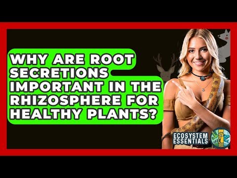 Why Are Root Secretions Important In The Rhizosphere For Healthy Plants? - Ecosystem Essentials