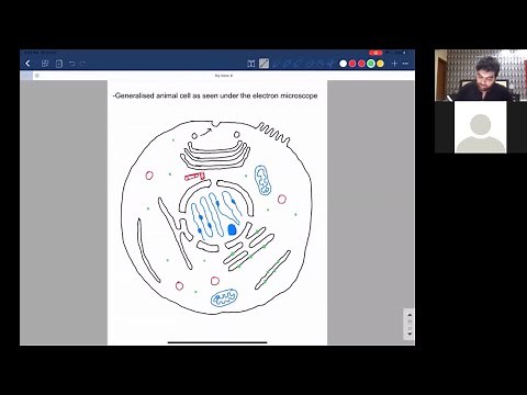 Animal cell viewed using electron microscope - Cell structure (AS biology)