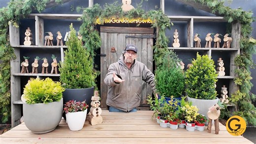 OVERWINTERING EVERGREENS // Thinking about keeping evergreen plants...