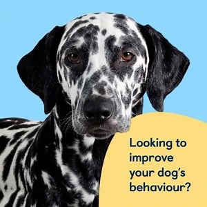 28K views · 33 reactions | Looking for a training plan from our experts? Look no further than Good Dog! the 12-month training & welfare subscription from Guide Dogs. From our step by step videos, to monthly advice on how to master tricky behaviours as well as exciting packs through your letterbox! Make life with your dog a walk in the park with Good Dog!  | Guide Dogs UK | Facebook