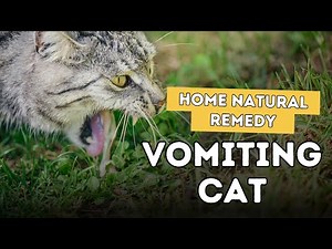 How to Help a Vomiting Cat