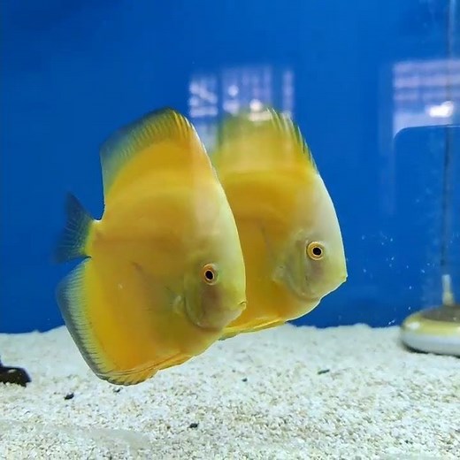 Stunning Lemon Discus Fish | Beautiful & Amazing Tropical Fish in Action