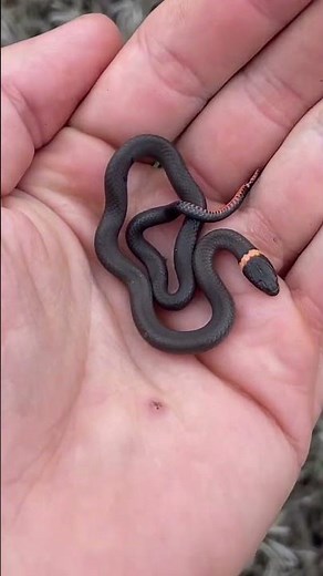 Cute Baby Snake!