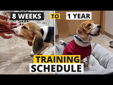 Complete Beagle Puppy Training Schedule by Age