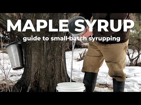 Small batch MAPLE SYRUP making: you only need 1 tree!