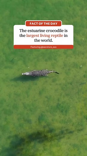 Australian Geographic on TikTok