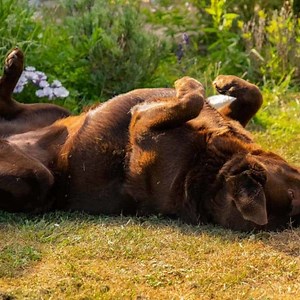 Labrador Behavior: Traits, Temperament & Common Habits Explained